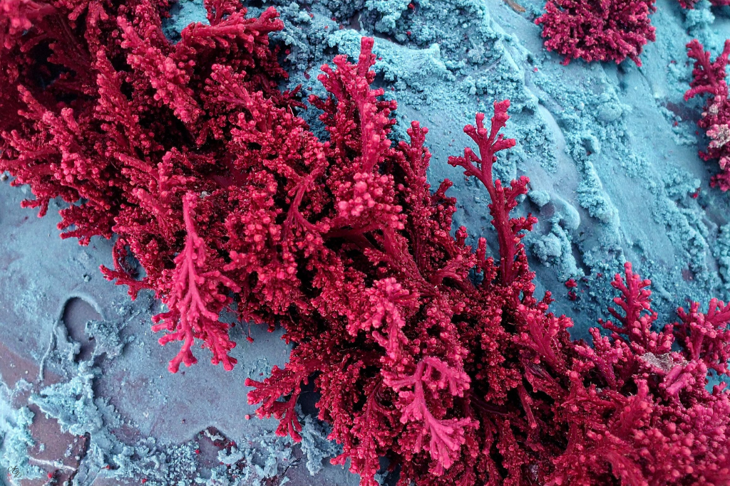 Names for Carrageenan